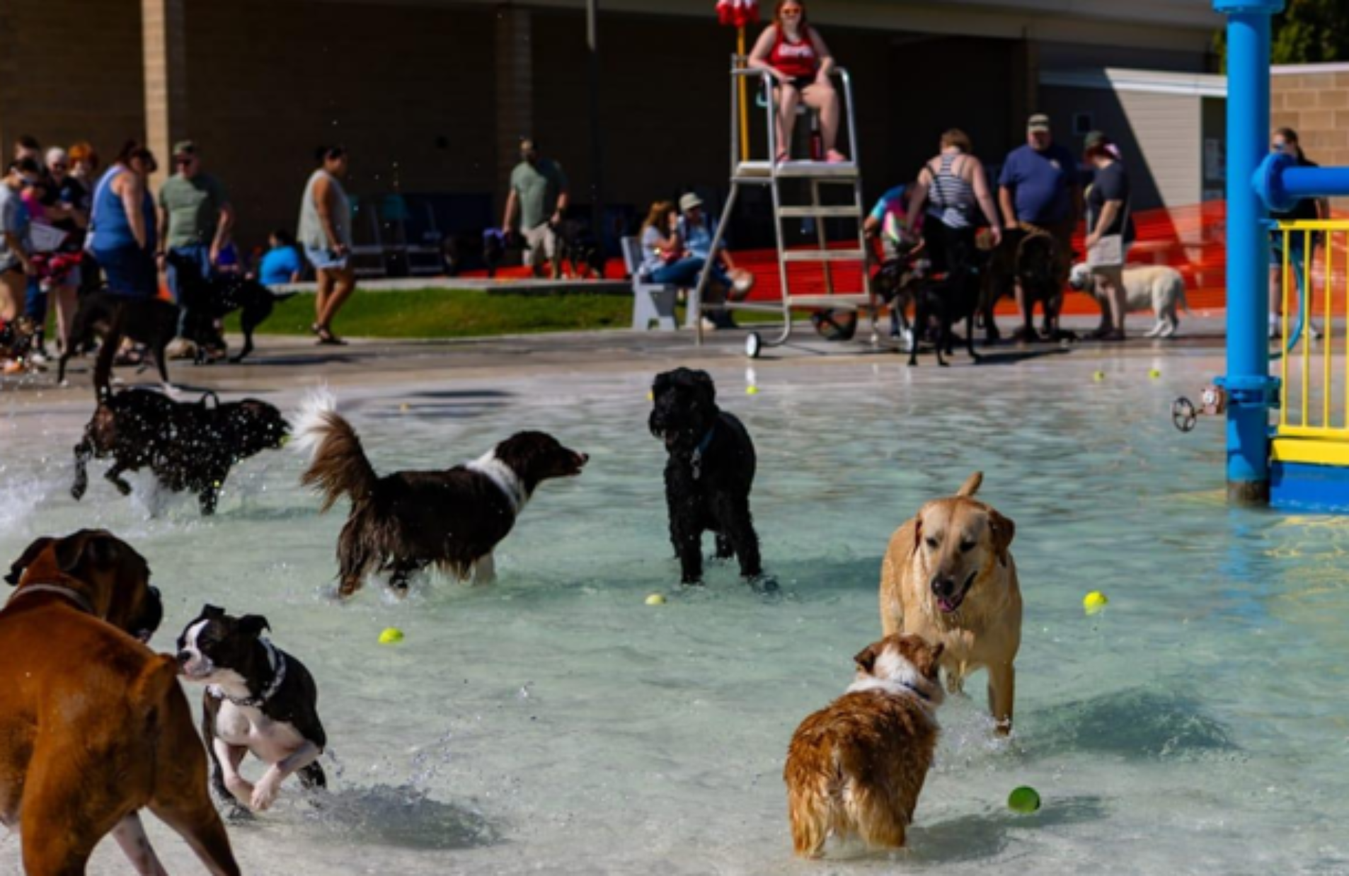 Why Investors Are Looking at Pet Care Through Triple Net Lease Properties