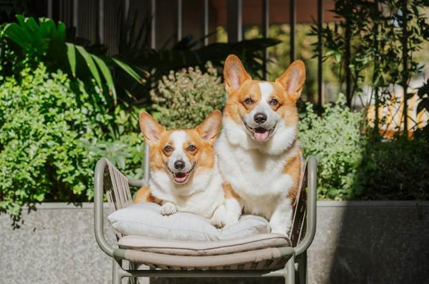 Why Pet Daycare Businesses Can Appeal to Triple Net Lease Investors
